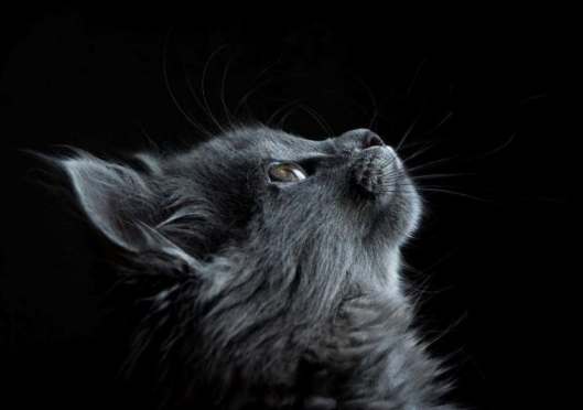 What Cats Teach Us About God and Holiness